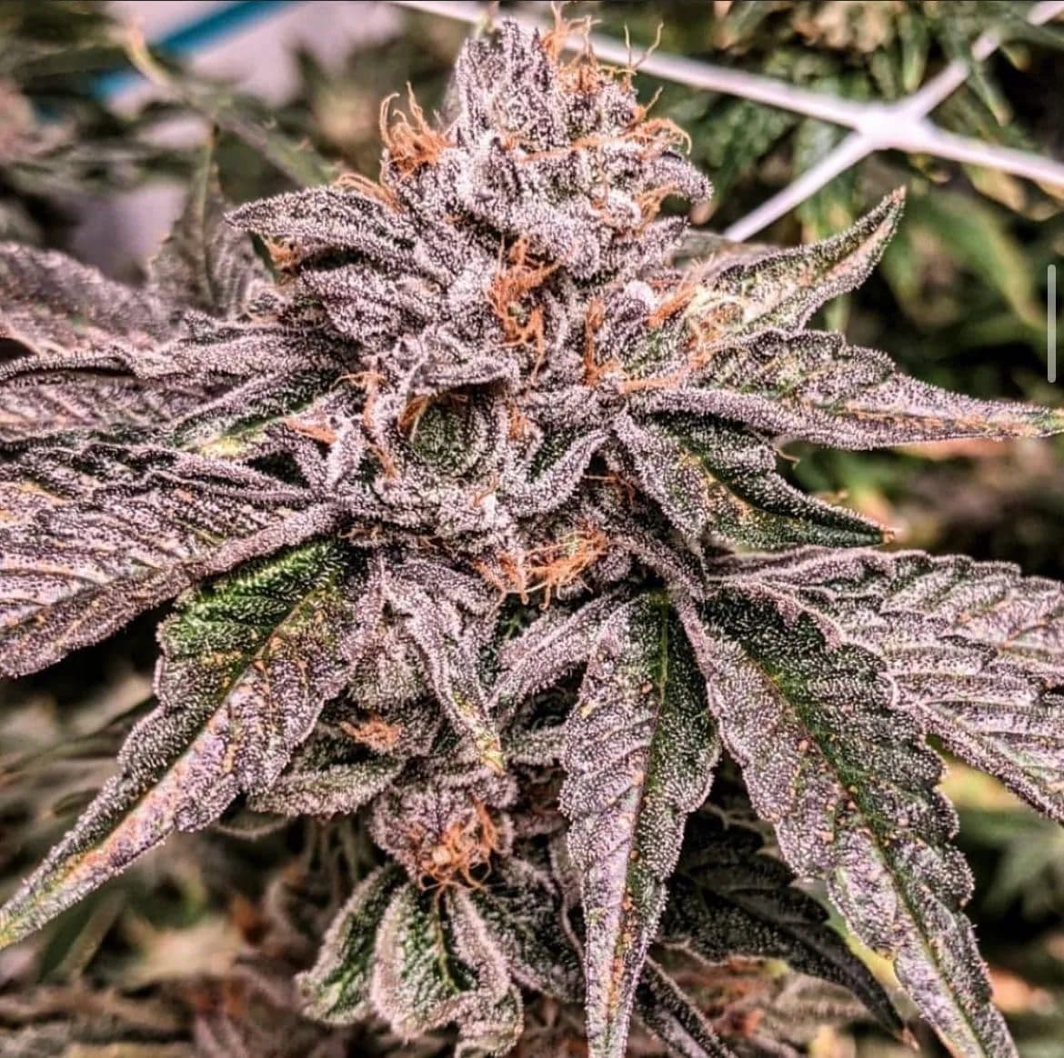Zeltzer Feminized Seeds