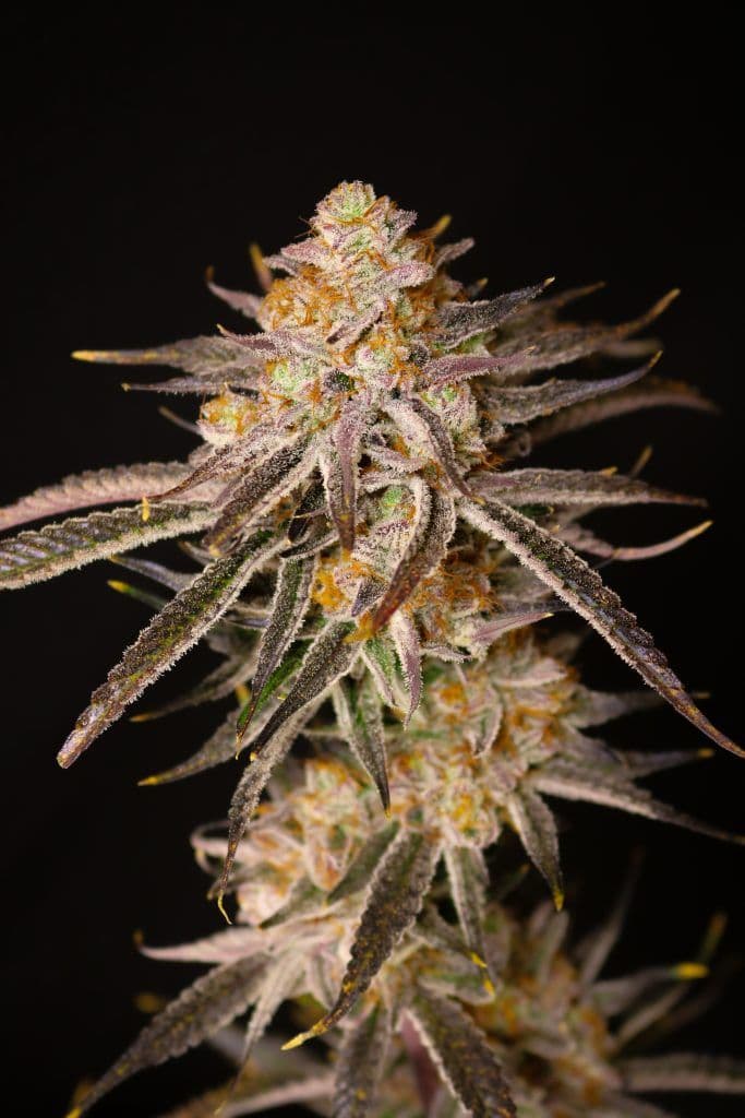 Cherry Chalet Feminized Seeds