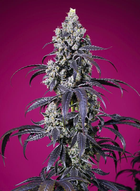 Tropicanna Cherry XL Auto Feminized Seeds