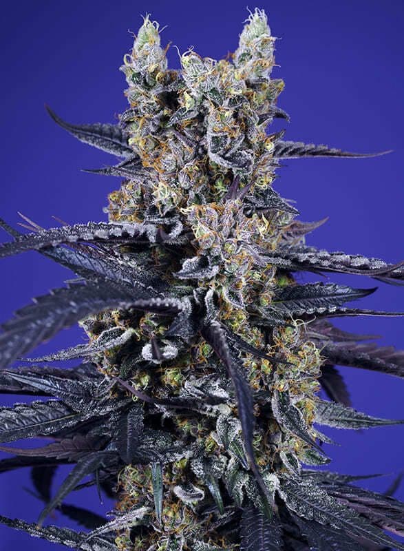Super Boof XL Auto Feminized Seeds
