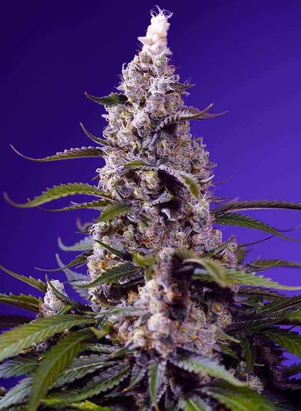 Banana Cream Cake XL Auto Feminized Seeds