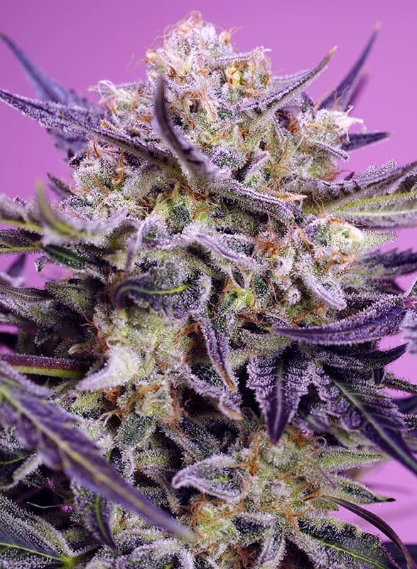 Pink Guava F1 Fast Version Feminized Seeds