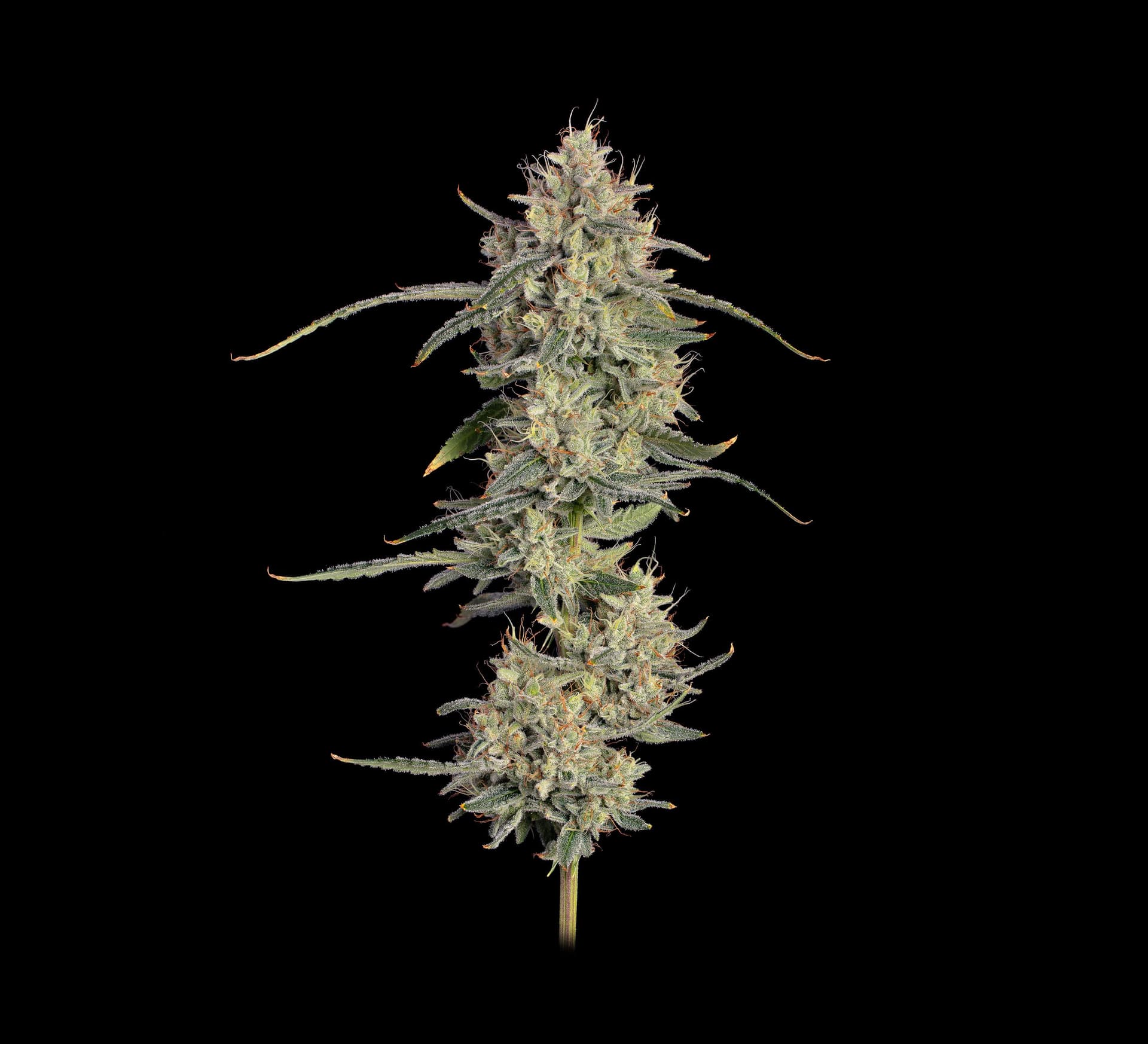 Chem Cookies Auto Feminized Seeds