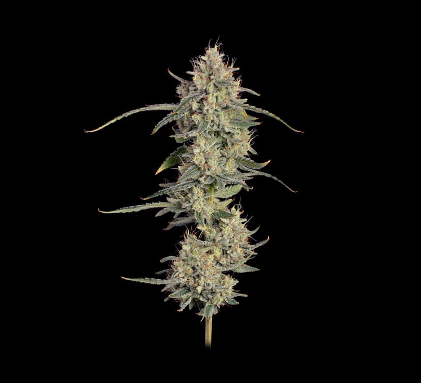 Chem Cookies Auto Feminized Seeds