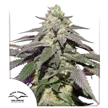 Skywalker Haze Auto Feminised Seeds