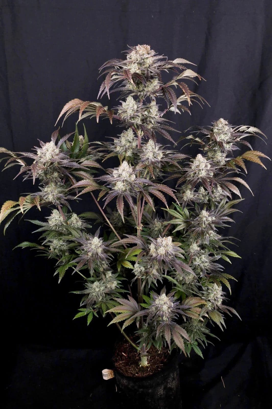 Frost Banger F4 Auto Feminized Seeds