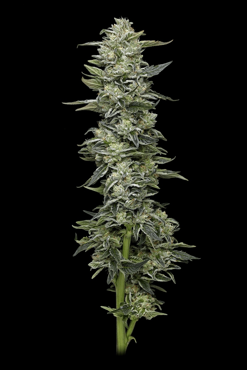 Honey Bear Feminized Seeds