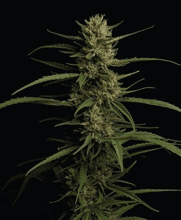 Caribbean Queen Feminized Seeds