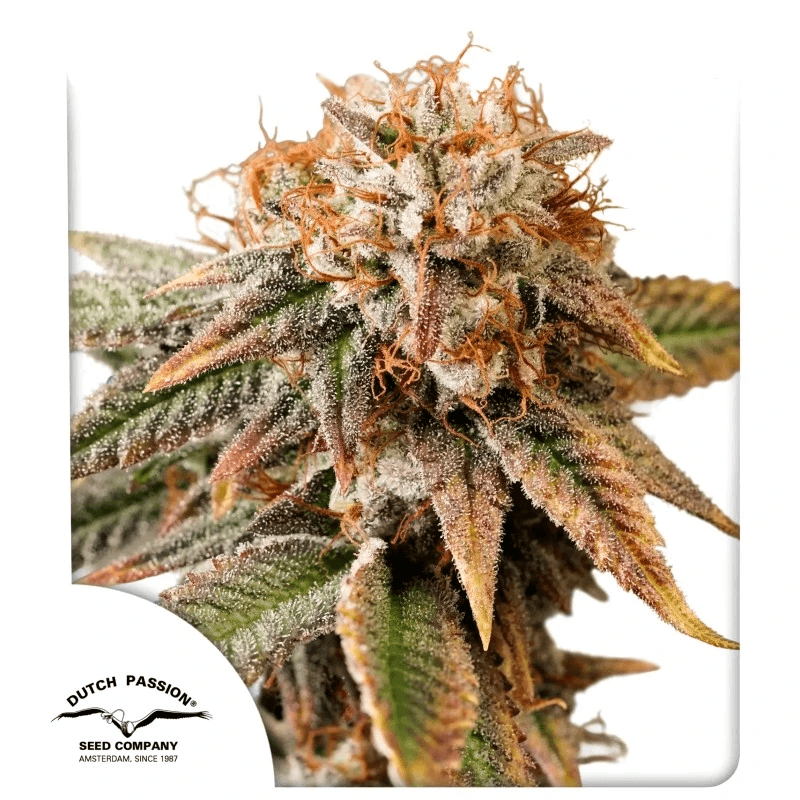 Kingston Punch Auto Feminized Seeds