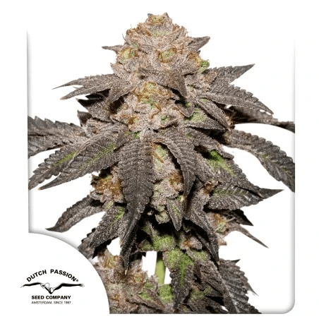 Kingston Punch Feminized Seeds