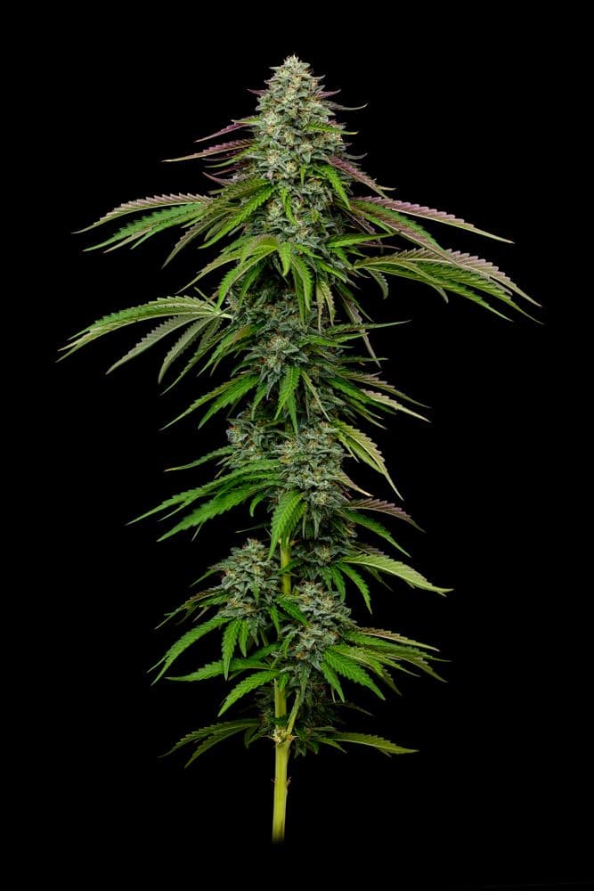 Garlic Budder Auto Feminized Seeds