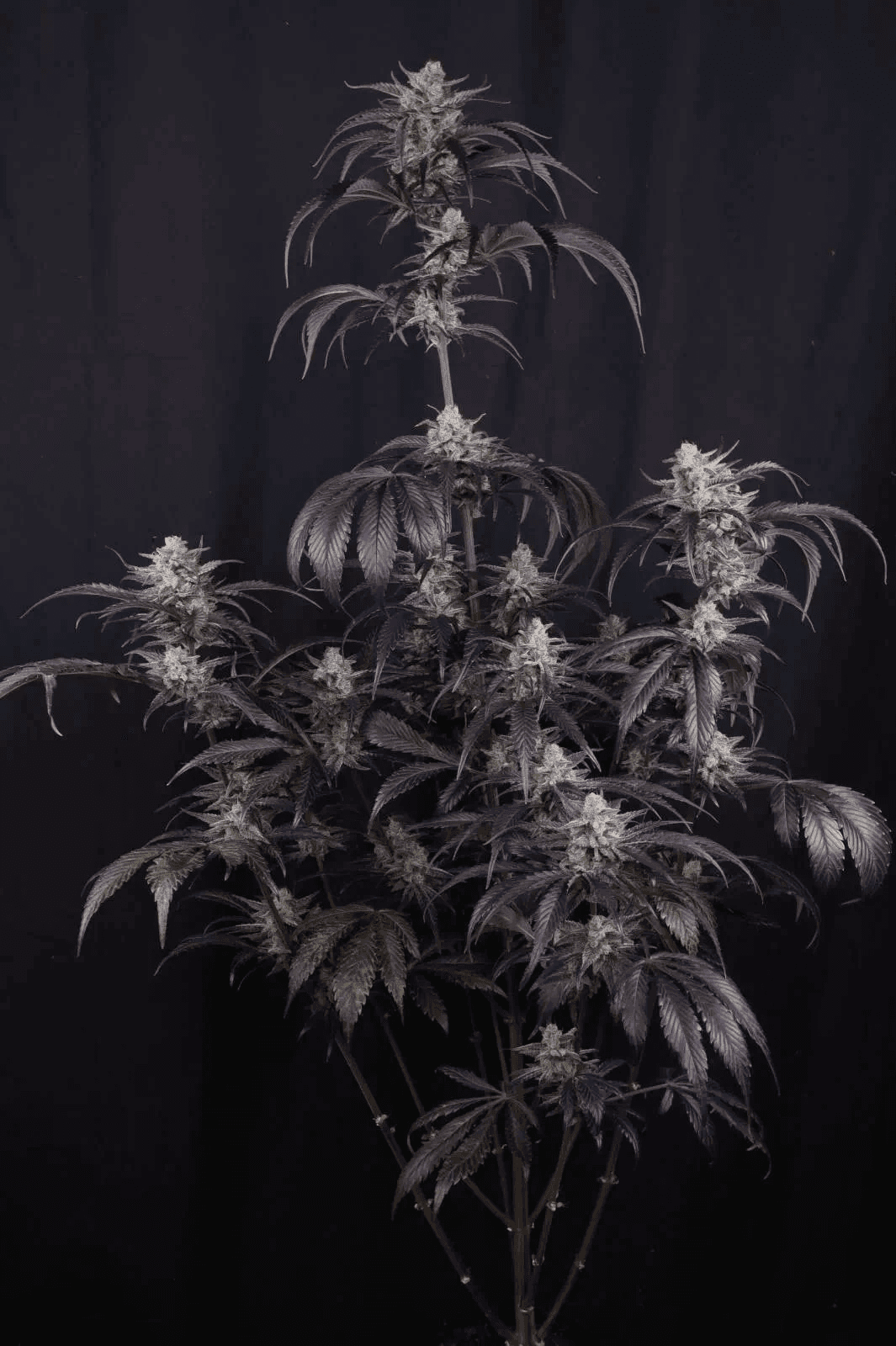 Strawberry Gorilla RF3 Auto Feminized Seeds