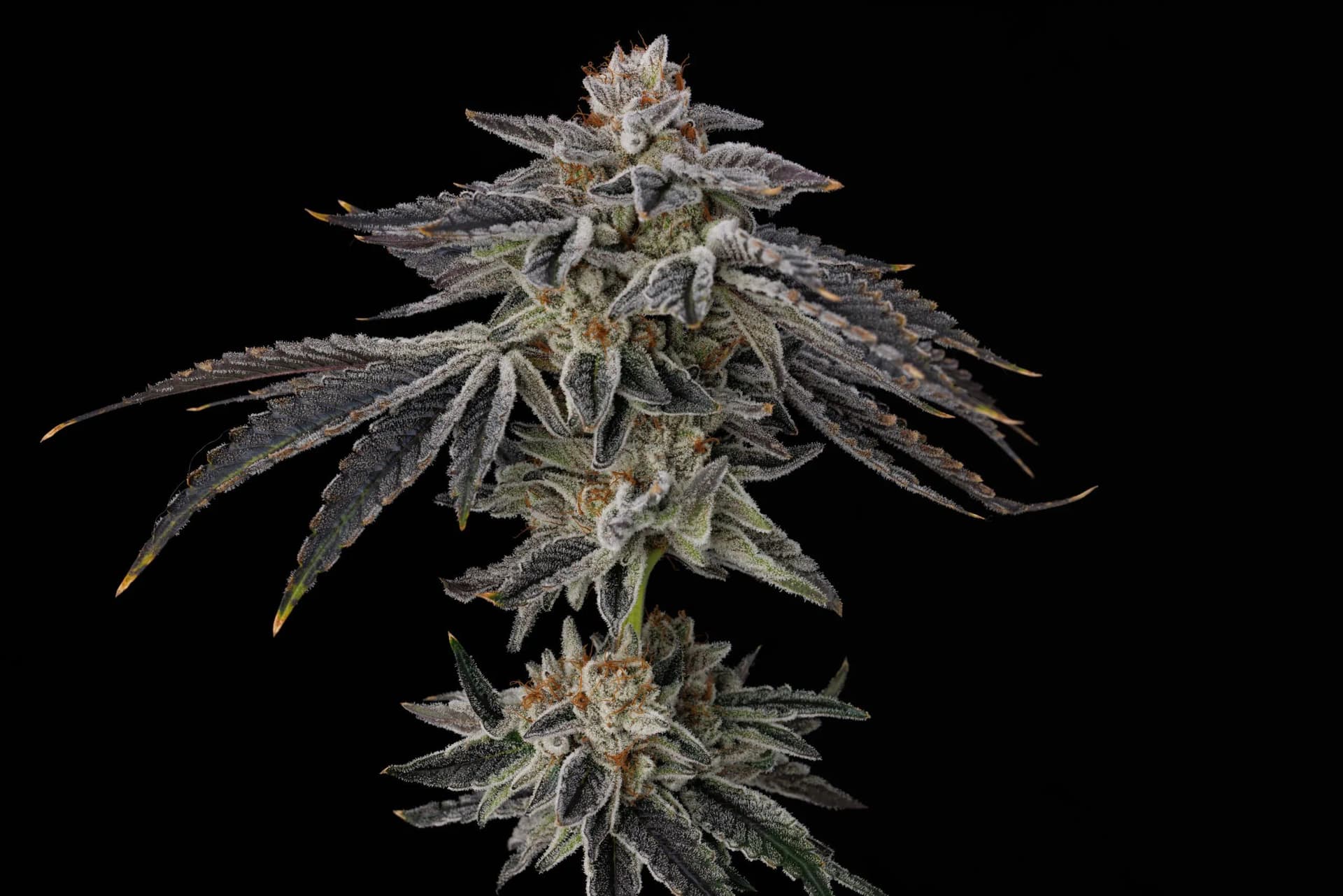 Purple Ink Feminized Seeds