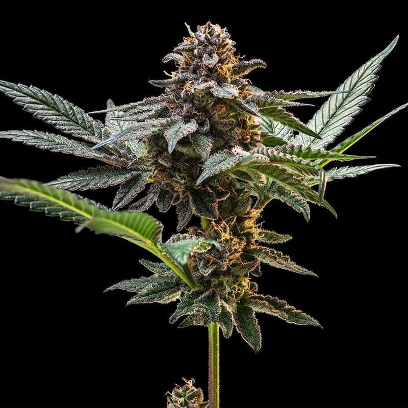 Jelly Cake Feminized Seeds