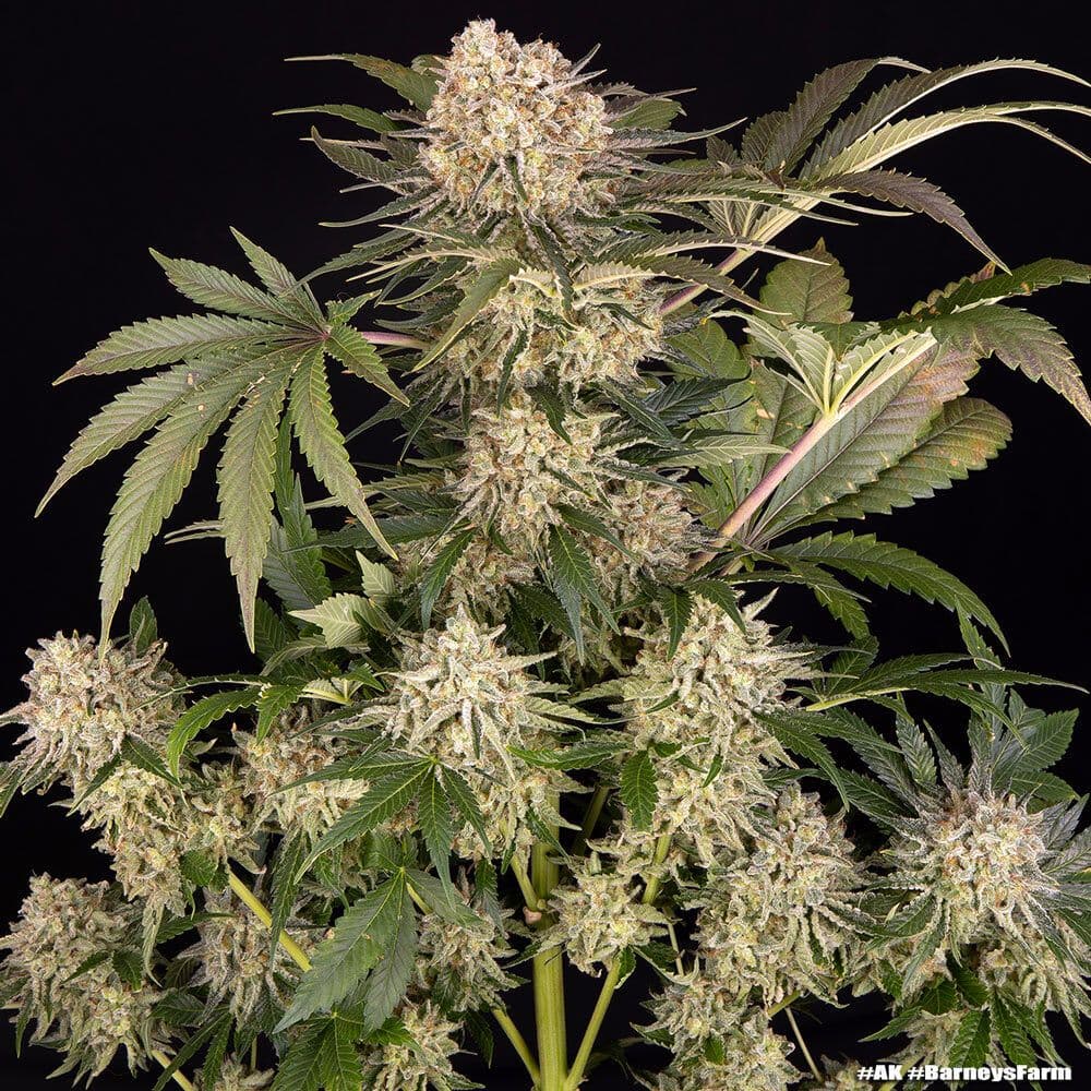 AK47 Feminized Seeds