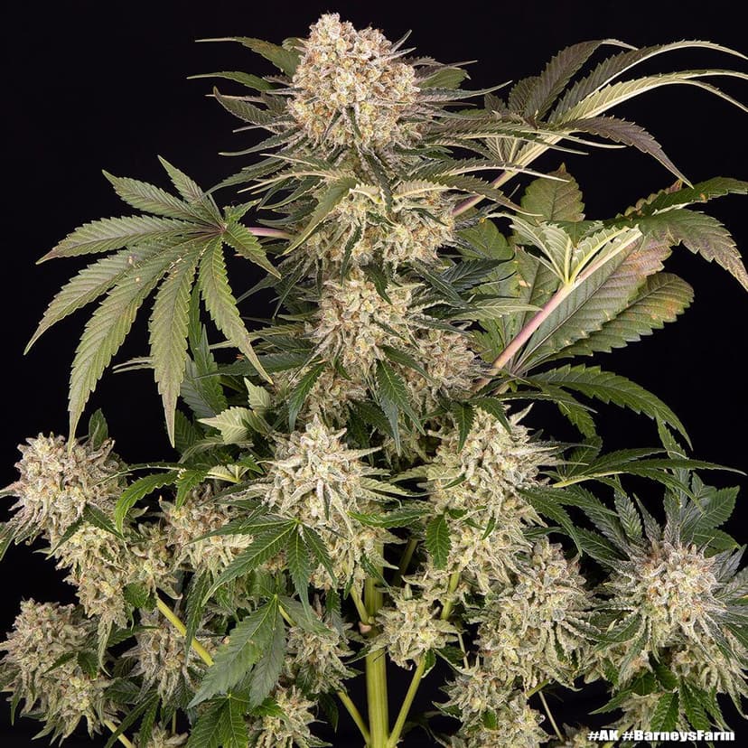 AK47 Feminized Seeds
