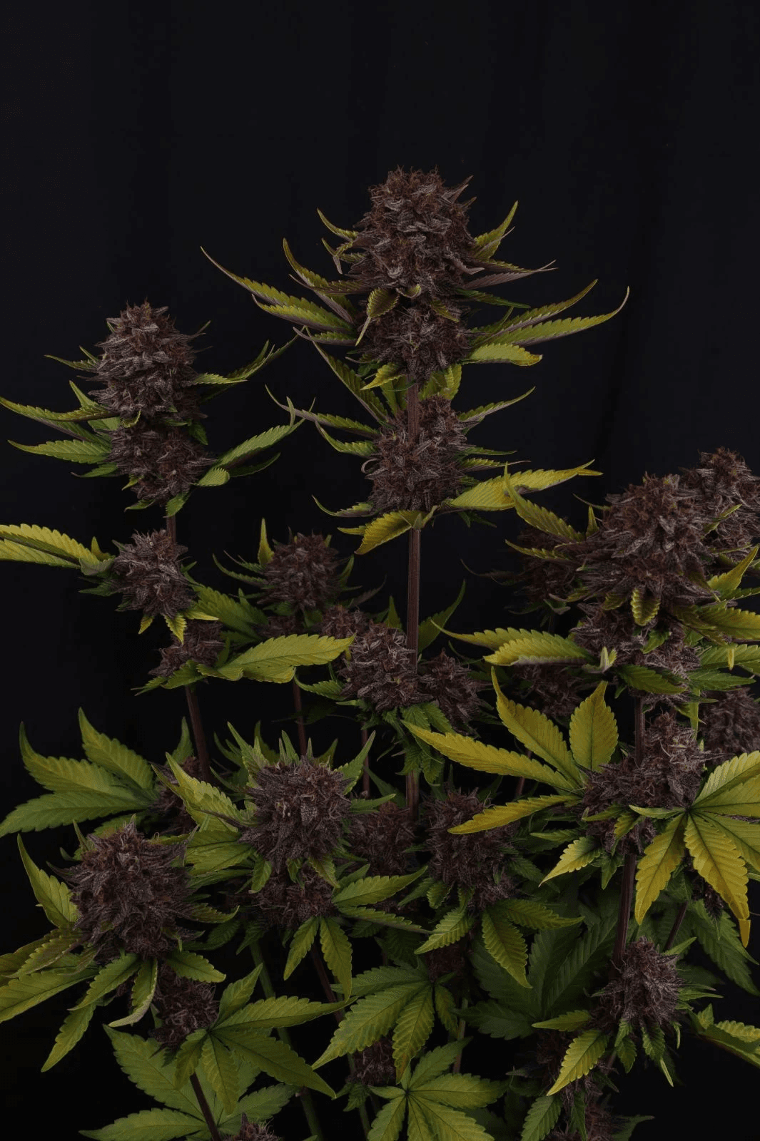 Purple Lemonade RF3 Auto Feminized Seeds