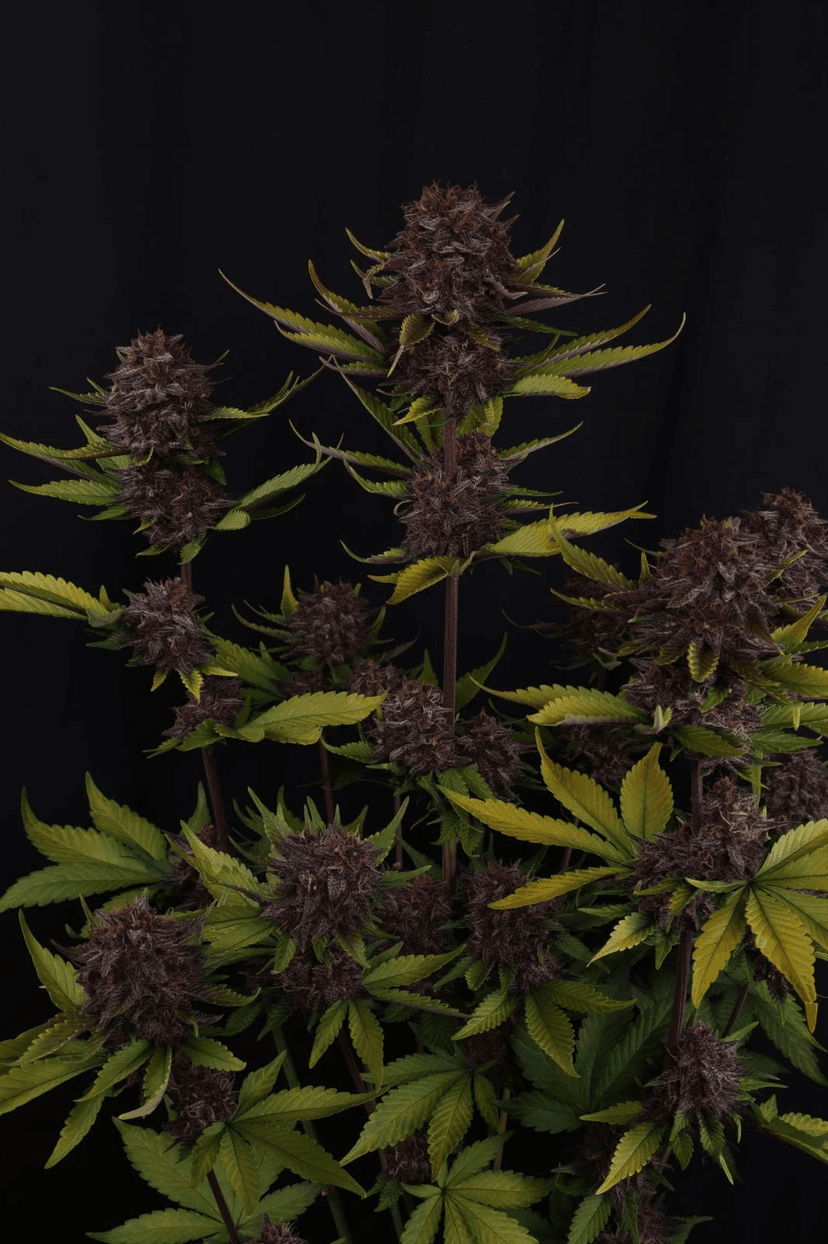 Purple Lemonade RF3 Auto Feminized Seeds