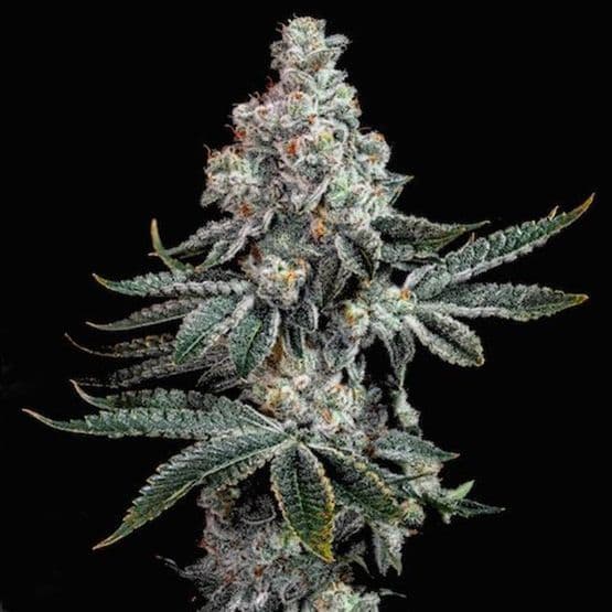 Grandpa's Cookies R2 V1 Feminized Seeds