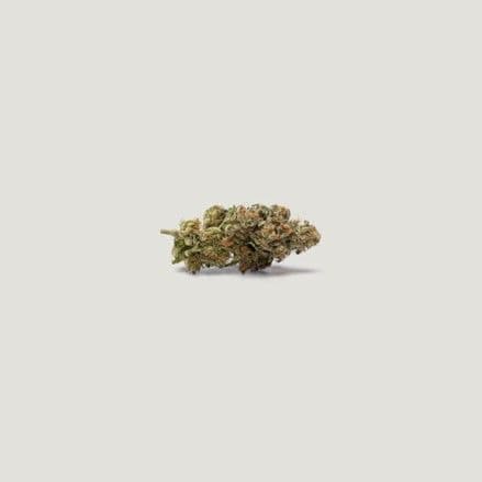 Papaya Plum Auto Feminized Seeds
