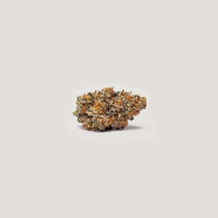 Gushi Feminized Seeds