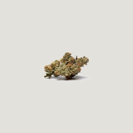 Bombay Feminized Seeds