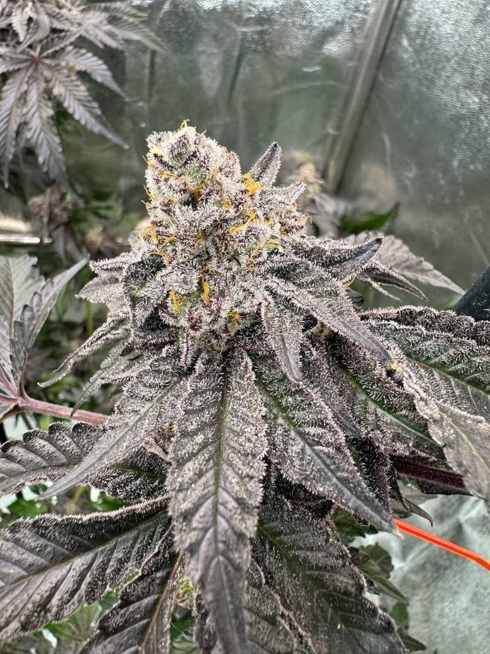 Gary Sherbet Feminized Seeds
