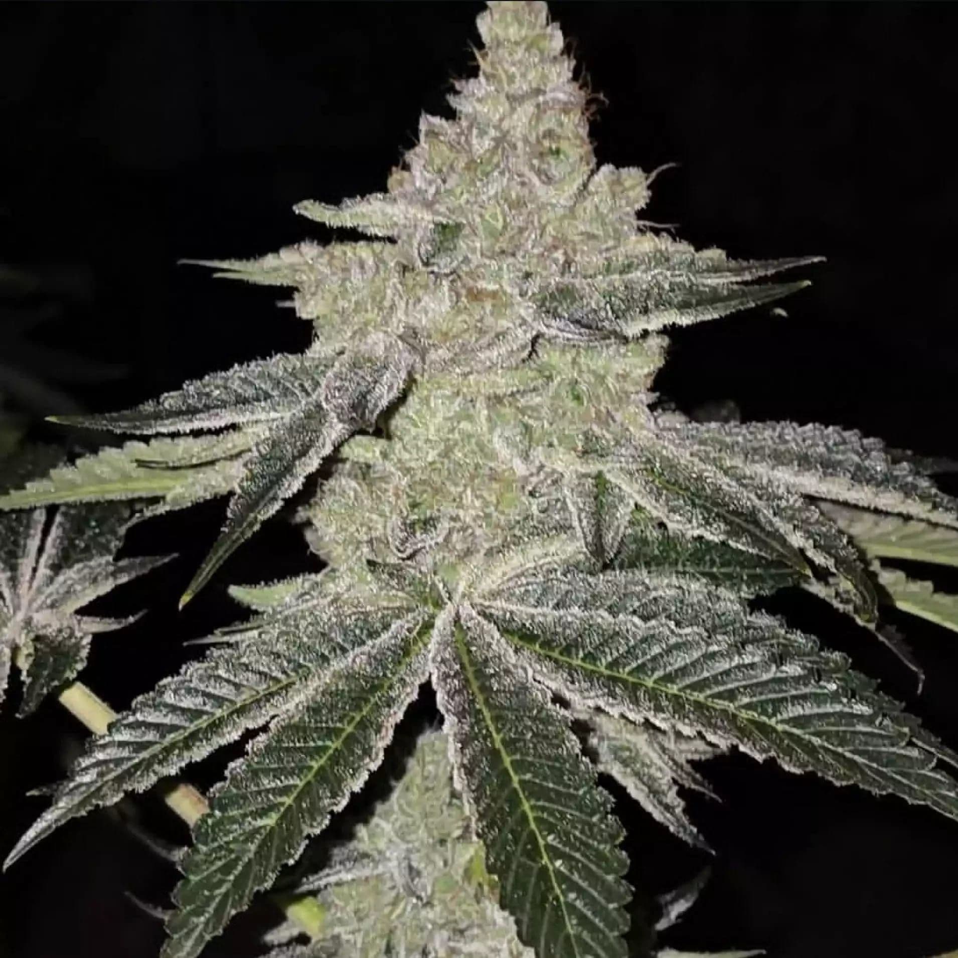 Chama R1 Feminized Seeds