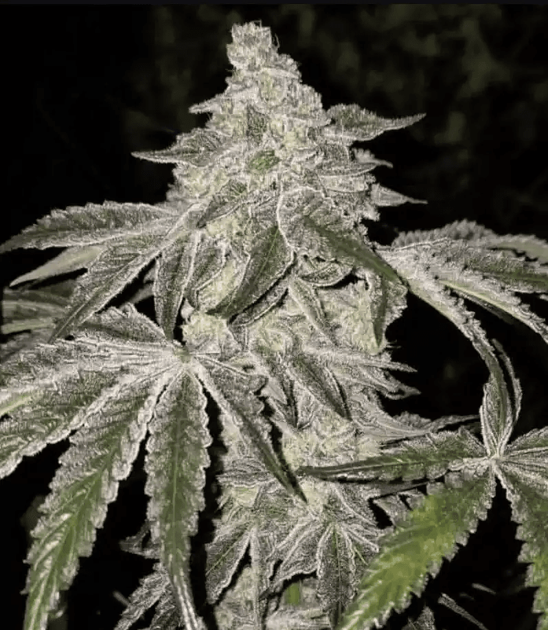Atomic Leisure R1 Feminized Seeds