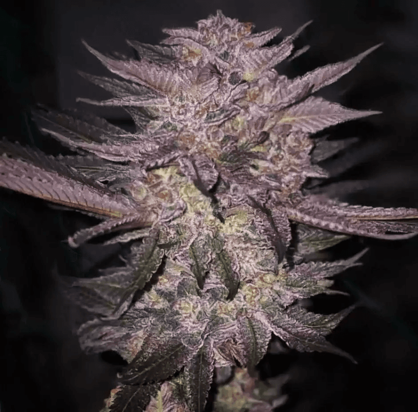 Atomic Fuego R1 Feminized Seeds