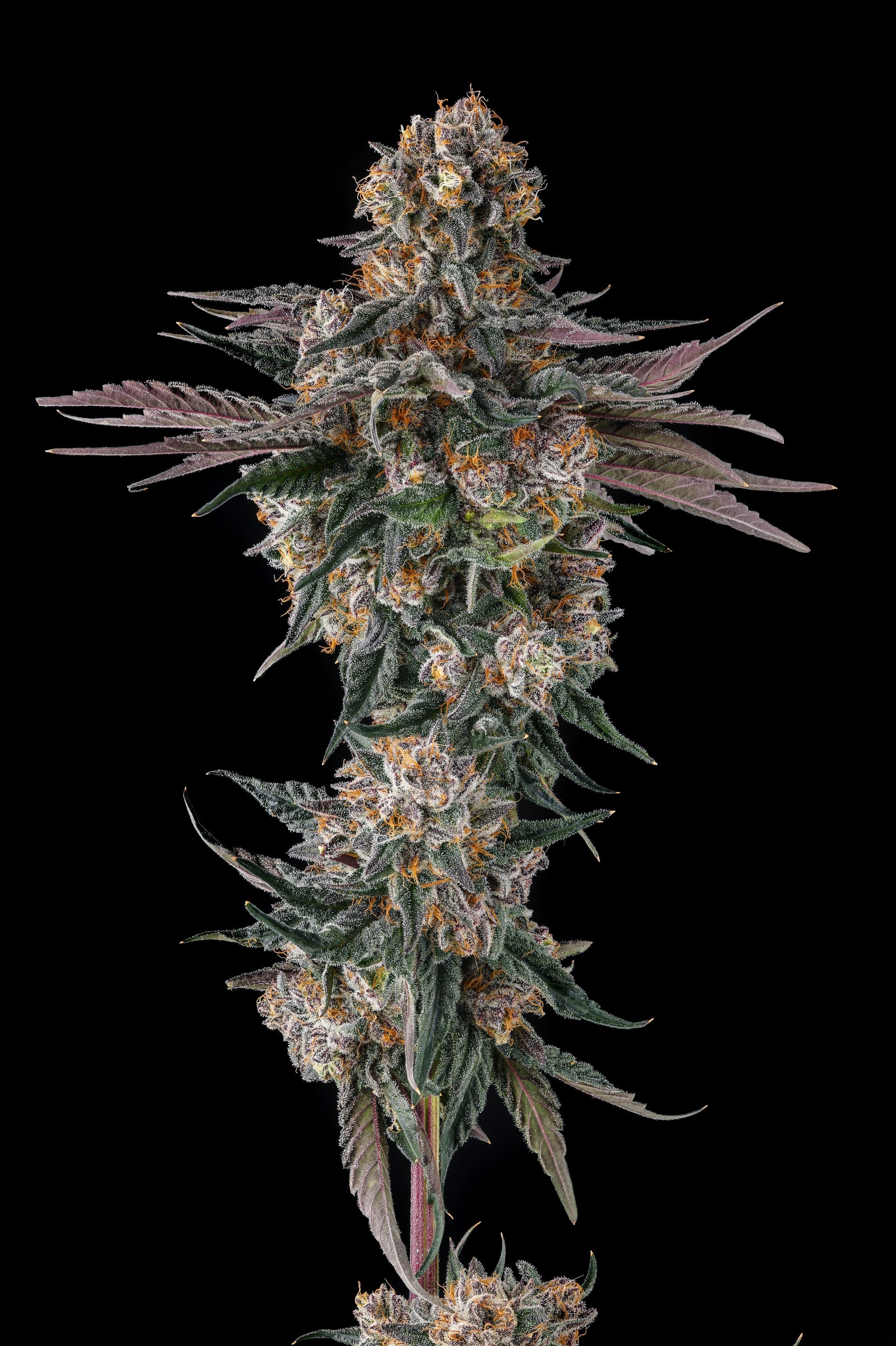 Orange Moon Feminized Seeds