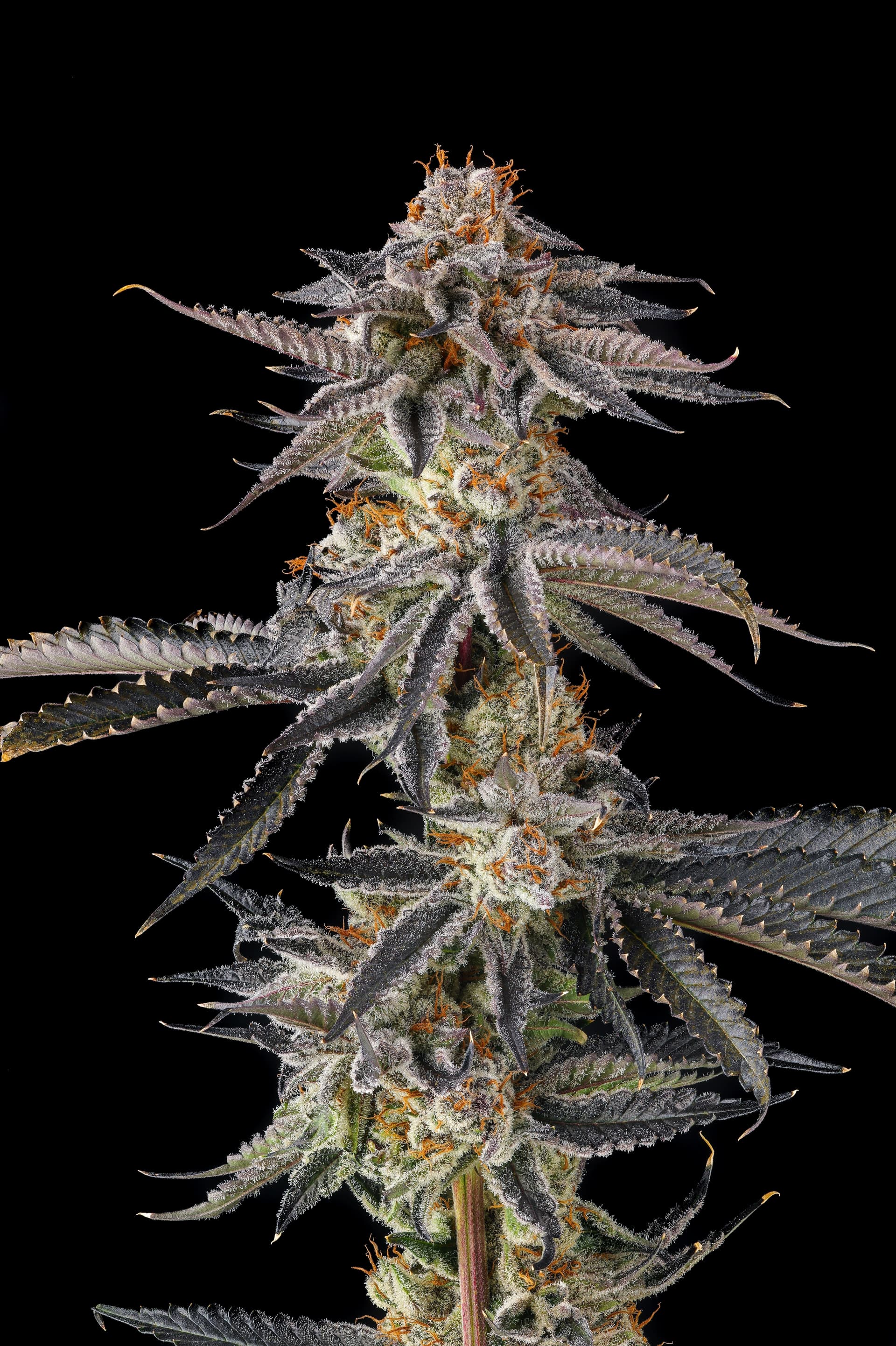 JAHrassic Feminized Seeds