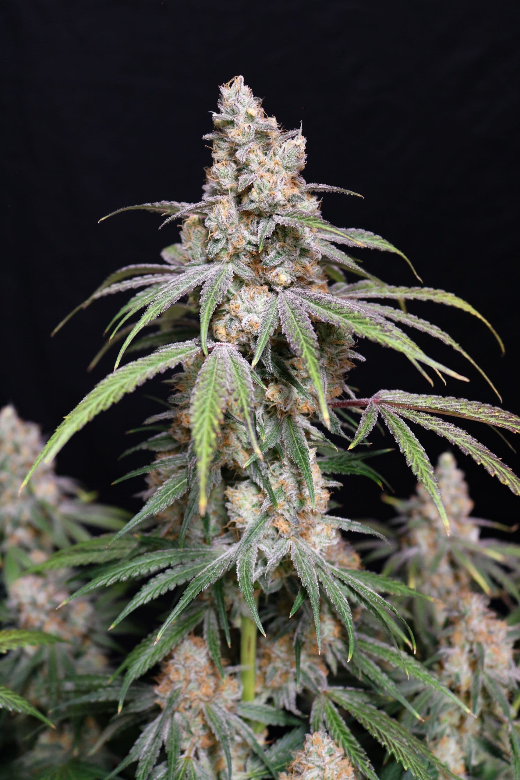 Funkberry Kush 2.0 Feminized Seeds