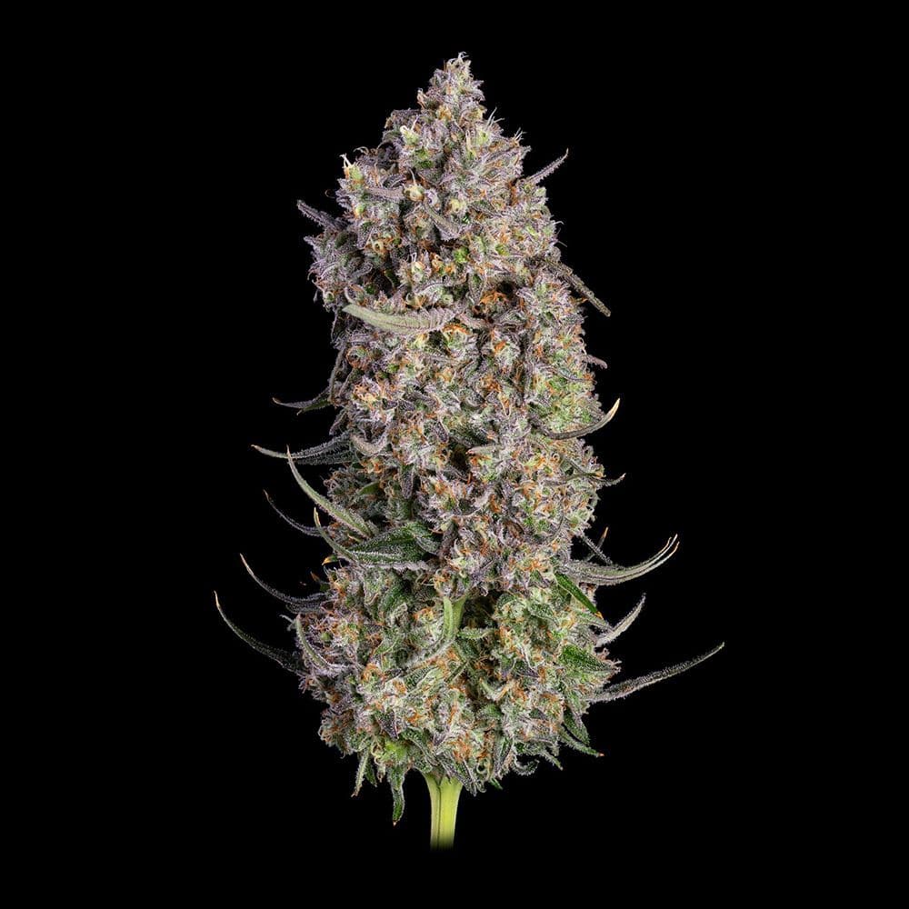 Truffle Bomb Feminized Seeds