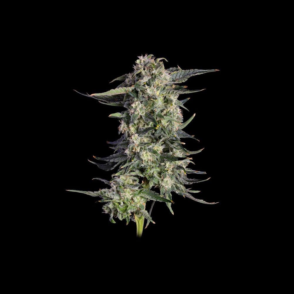 Super Lemon Sunset Feminized Seeds