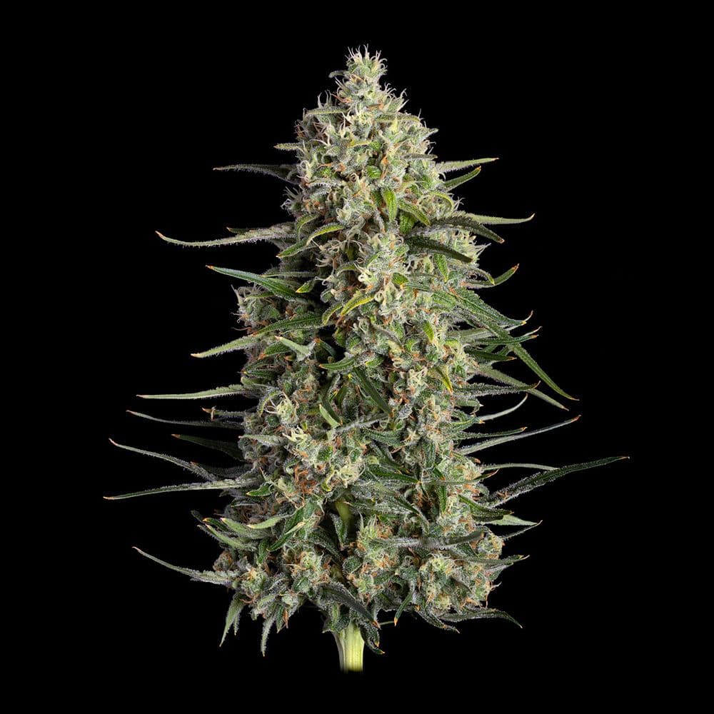 Spice Rack Feminized Seeds