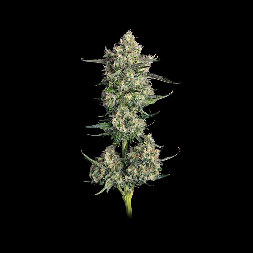 Lemon Quest Feminized Seeds