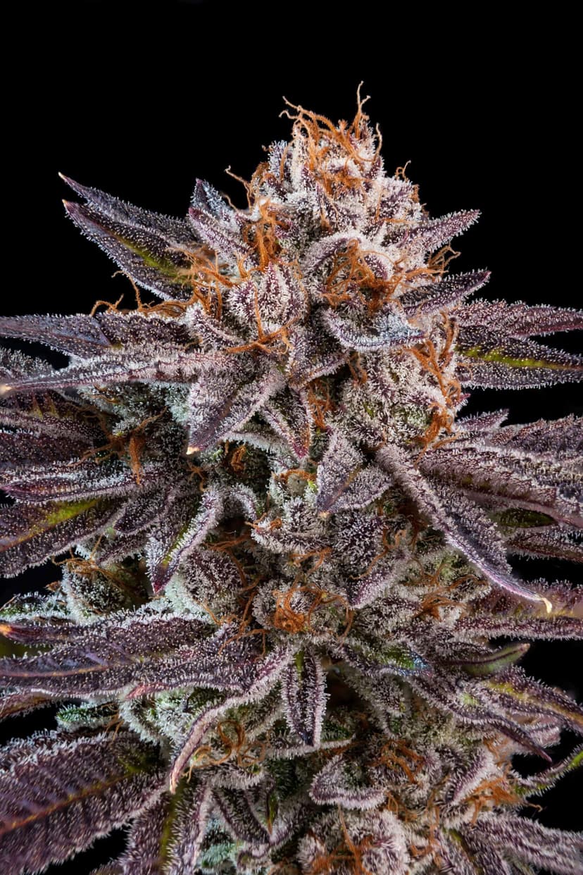 OMG Feminised Seeds