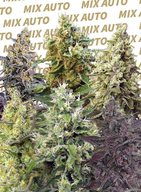 Sweet Mix Auto Feminized Seeds