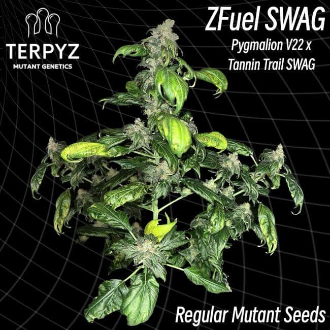 Zfuel Swag Regular Seeds