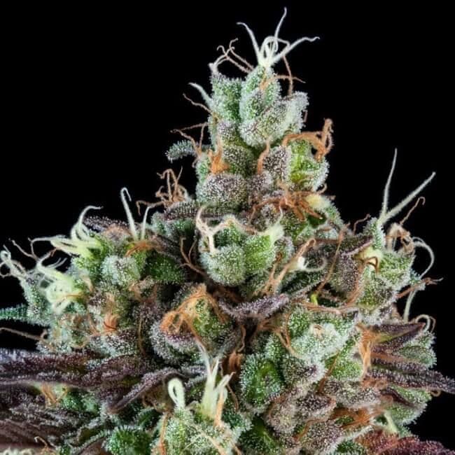 Sour Ripper Auto Feminised Seeds