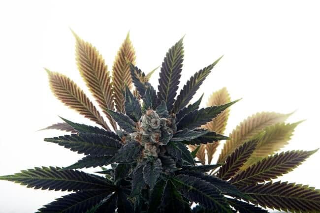 Banana Grape Soda Auto Feminised Seeds