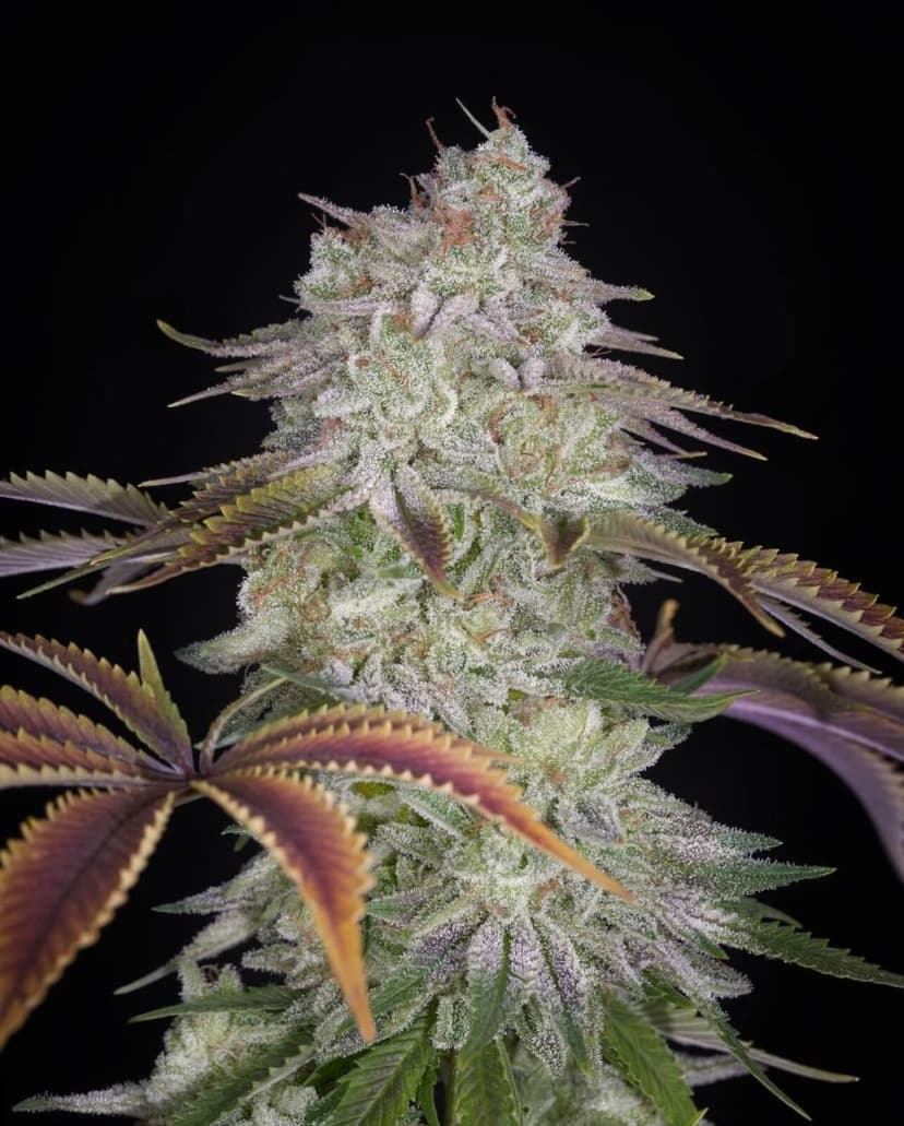 AlienZ Feminized Seeds