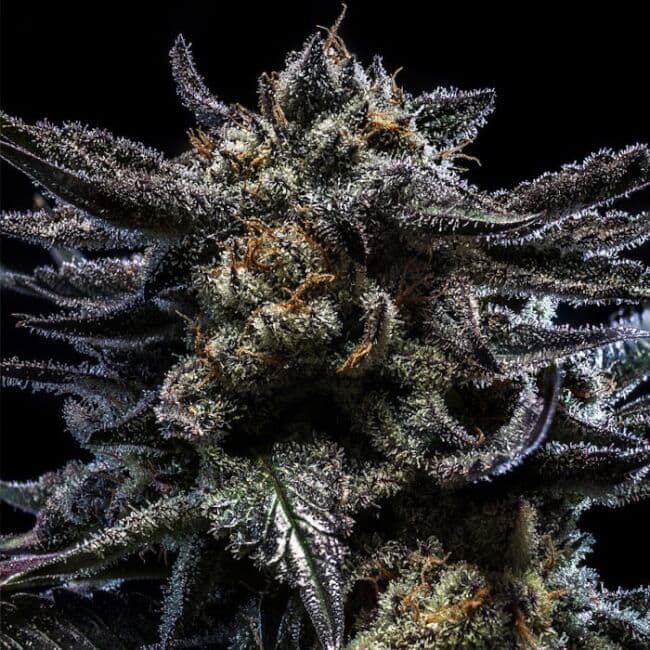 Zombie Kush Auto Feminised Seeds