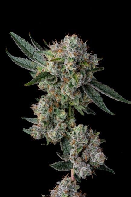 Glue 31 Feminised Seeds