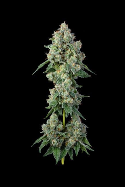 Inside Joke Feminised Seeds