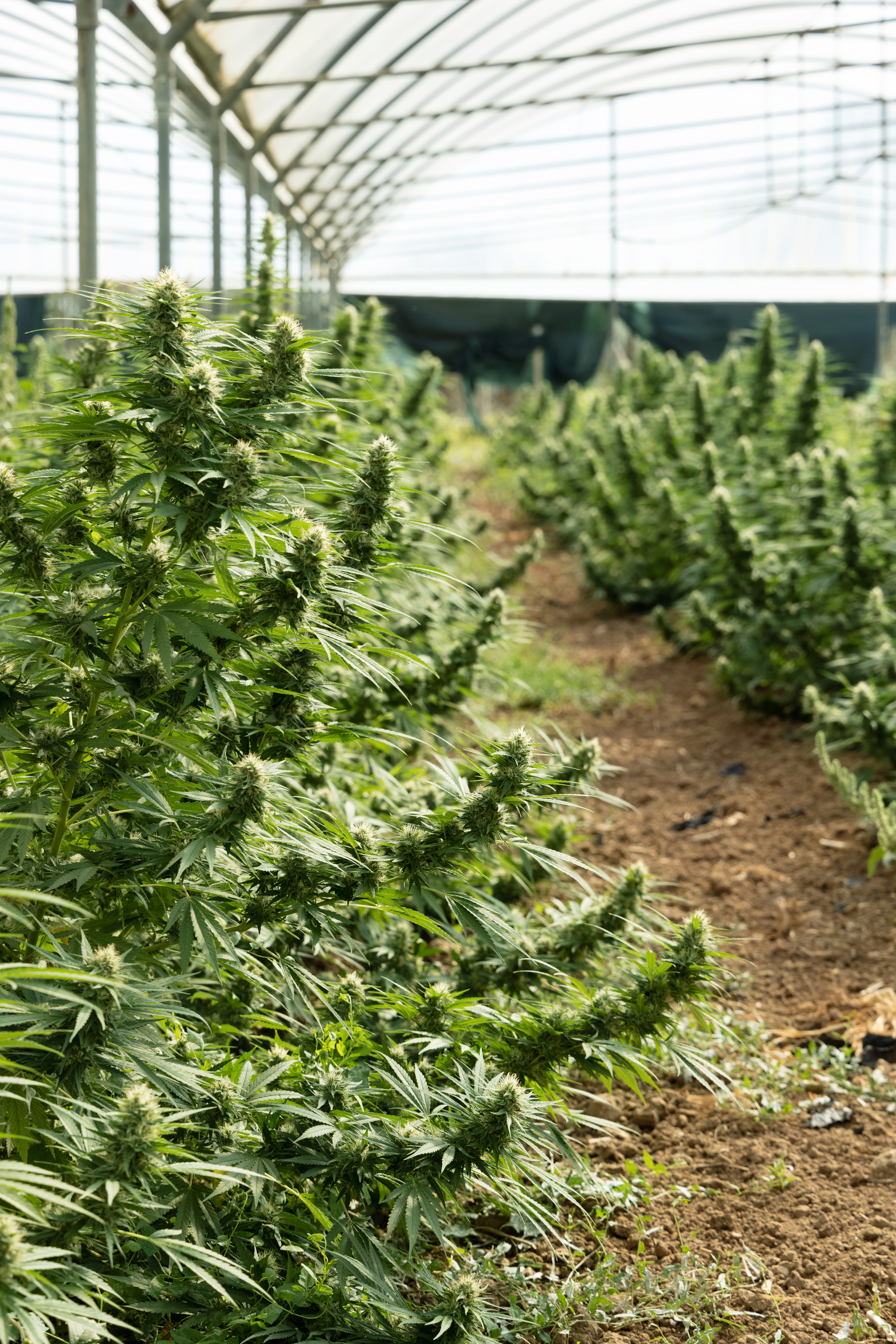 Feminized vs. Autoflower: What's the Difference?