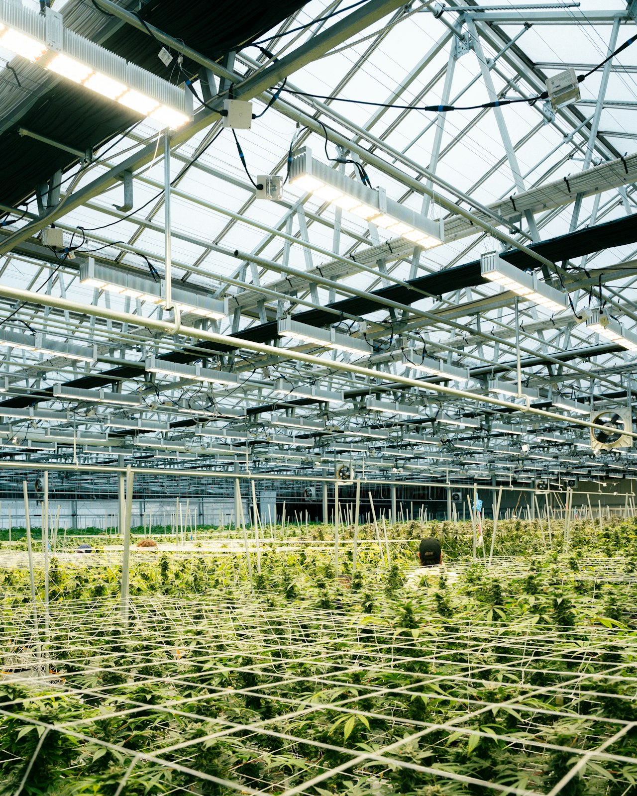Cannabis plants at different stages growing in an indoor greenhouse